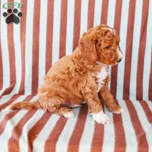 Andy, Mini Goldendoodle Puppy